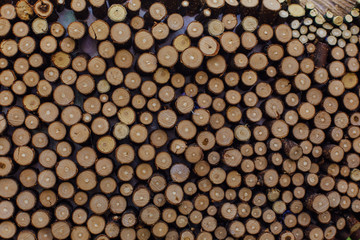 Wooden stumps close up. Small pine wooden circles pattern.