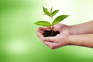 Fototapeta na wymiar Woman hand holding green plant
