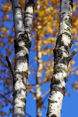 birch trees in autumn