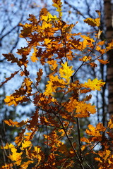 autumn leaves on an oak tree