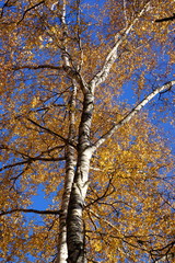 birch tree with yellow leaves in autumn