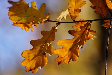 Autumn oak leaves.