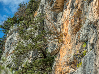 Closeup of natural climbing wall at hills of island Pasman in Croatia.