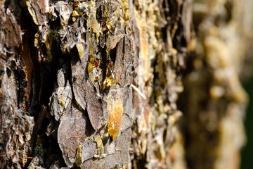 under the bright sun a drop of pine on a pine tree, the bark of a pine tree