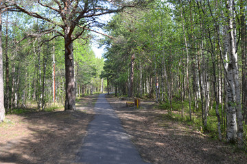 Bereg of the White sea in the summer Agrah