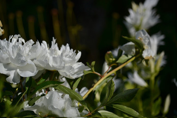 flowers on the summer lawn