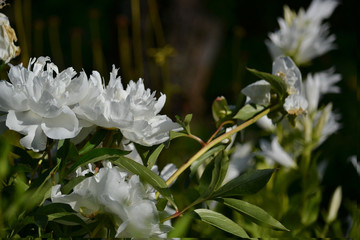 flowers on the summer lawn