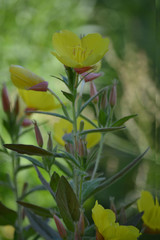 wonderful flowers on the lawn