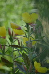 wonderful flowers on the lawn