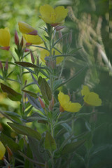wonderful flowers on the lawn