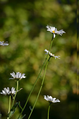wonderful flowers on the lawn
