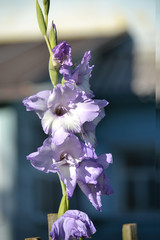 wonderful flowers on the lawn