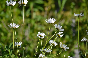 wonderful flowers on the lawn