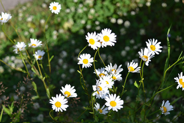 wonderful flowers on the lawn