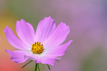 Fototapeta premium コスモスの花