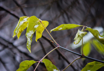 Autumn and the first snow falls on the leaves on the tree. 