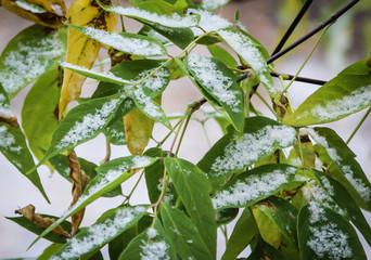 Autumn and the first snow falls on the leaves on the tree. 