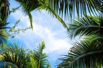 Fototapeta premium Green foliage background cloudy sky