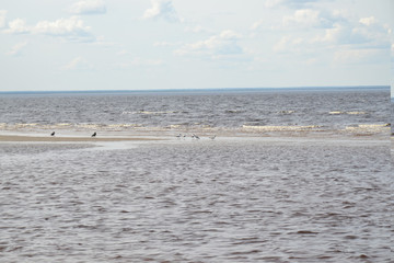 the Northern coast of the white sea in the summer