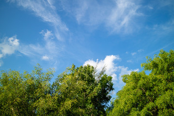Fototapeta premium Green foliage background cloudy sky