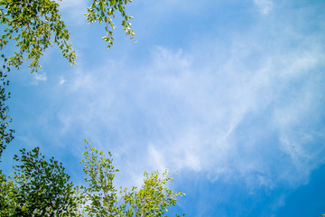 Green foliage background cloudy sky