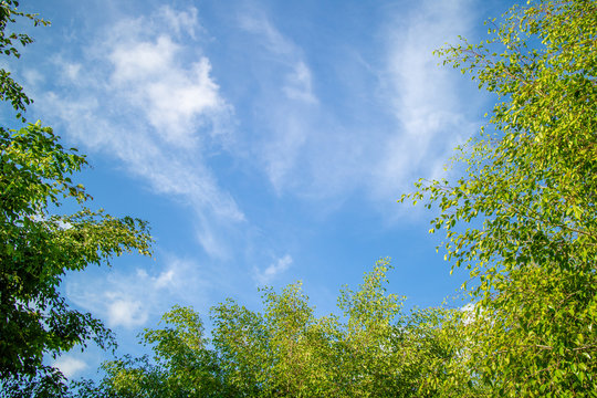 Green foliage background cloudy sky
