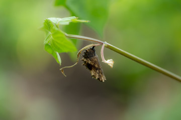 pupae is forming a new butterfly