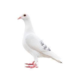 full body of speed racing pigeon bird isolated white background