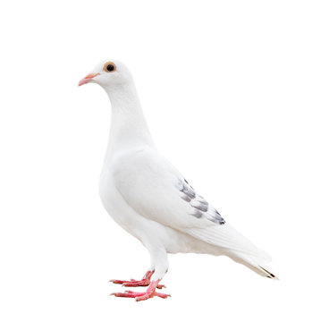 full body of speed racing pigeon bird isolated white background