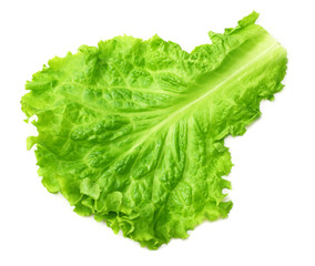 Fototapeta na wymiar one salad leaf isolated on a white background
