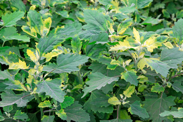 Chenopodium album leaves in spring