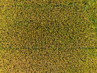 Aerial top view photo from flying drone, Land with paddy thai jasmine rice fields in countryside in spring day. Beautiful rice fields