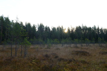 Sunrise on a forest swamp overgrown with young pines in autumn warm misty morning