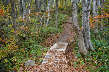 紅葉の遊歩道