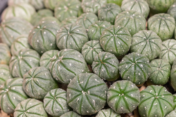 Baby Astrophytum Asterias cactus.