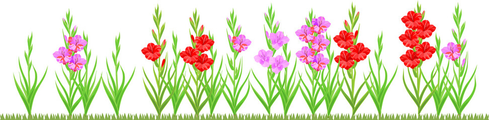 Group of blooming gladiolus plant with flowers of different colors isolated on white background