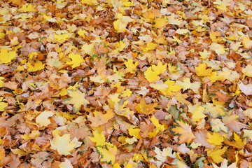 Fototapeta na wymiar Yellow fall maple tree leaves cover ground in autumn as abstract textured colorful nature background.