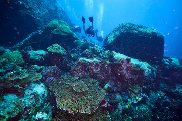 Obraz premium beautiful underwater with the coral reef at Losin diving spot south of Thailand 