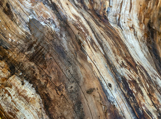 Texture old apple tree without bark