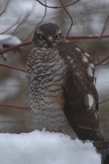 Sparrowhawk in front view sitting in snow in close-up