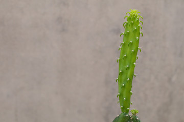 Selective focus Euphorbia lactea 'White Ghost or White Ghost Candelabra Spurge. Also known as mottled spurge,frilled fan,elkhorn,candelabra spurge.