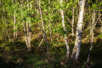 Young birches