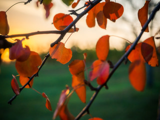 Red leaf in autumn