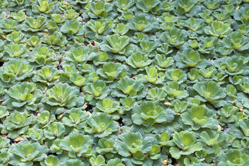 Natural pattern green plant. Botanical background