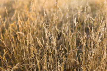 Field of dry spikelets of golden. Rays of summer sunset. Blurred background