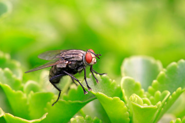 closeup of flies