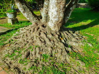 Complex form of tree root in a park