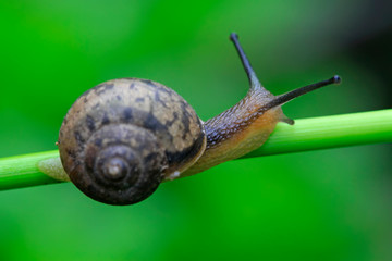 snail