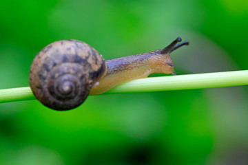snail
