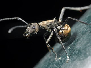 Macro Photo of Golden Weaver Ant on The Floor Isolated on Black Background